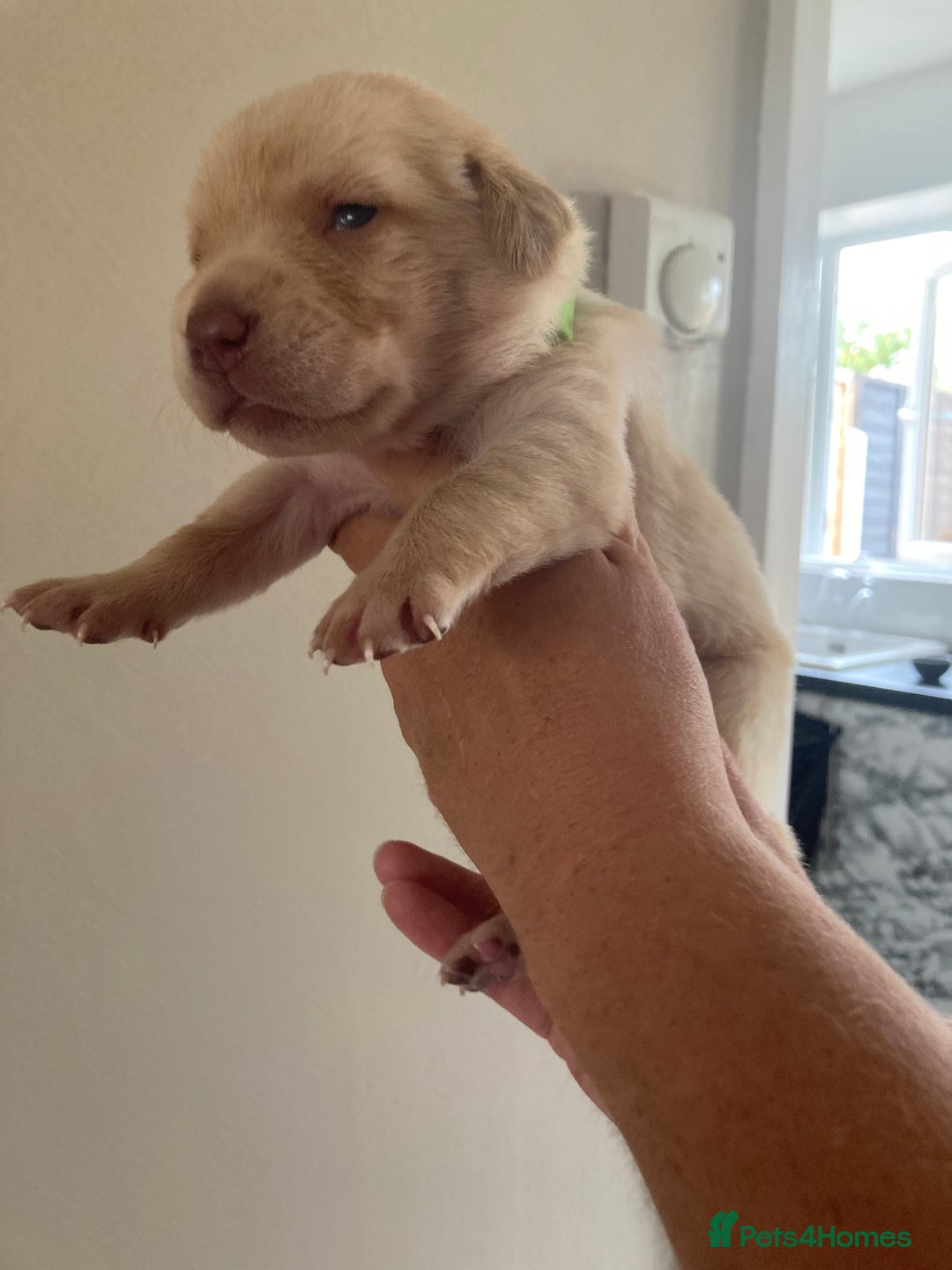 Labrador Retriever dogs for sale: LABRADOR PUPPIES - Image 11