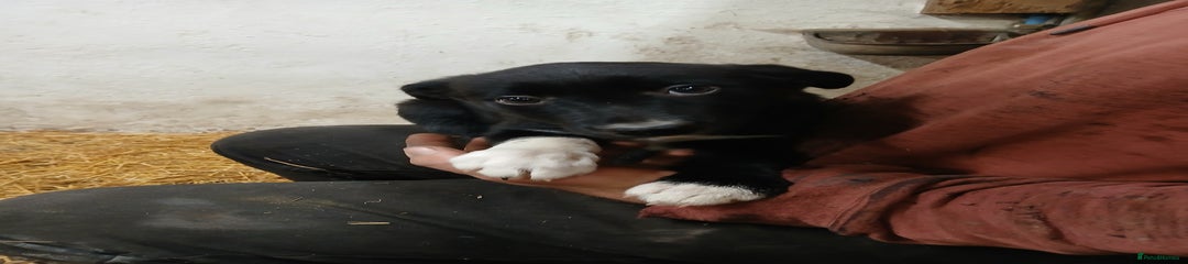 Border Collie Puppy 1