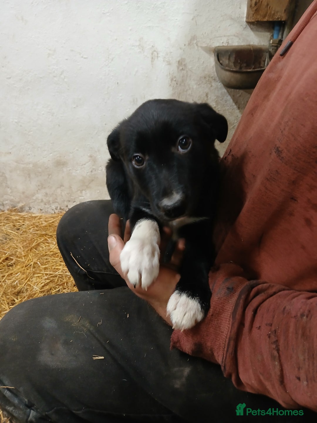 Border Collie dogs for sale: Sheepdog puppies - Image 2