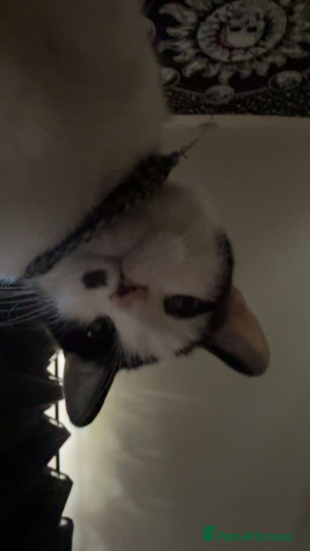 Mixed Breed cats for sale: Male Black and White cat - Advert 1