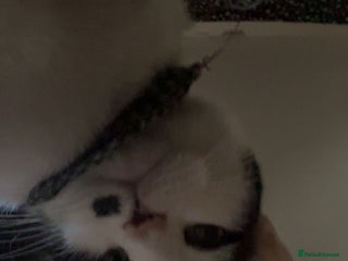 Mixed Breed cats Male Black and White cat - Advert 4