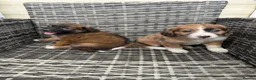 Mixed Breed dogs for sale: Bordernese in Southampton - Advert 13