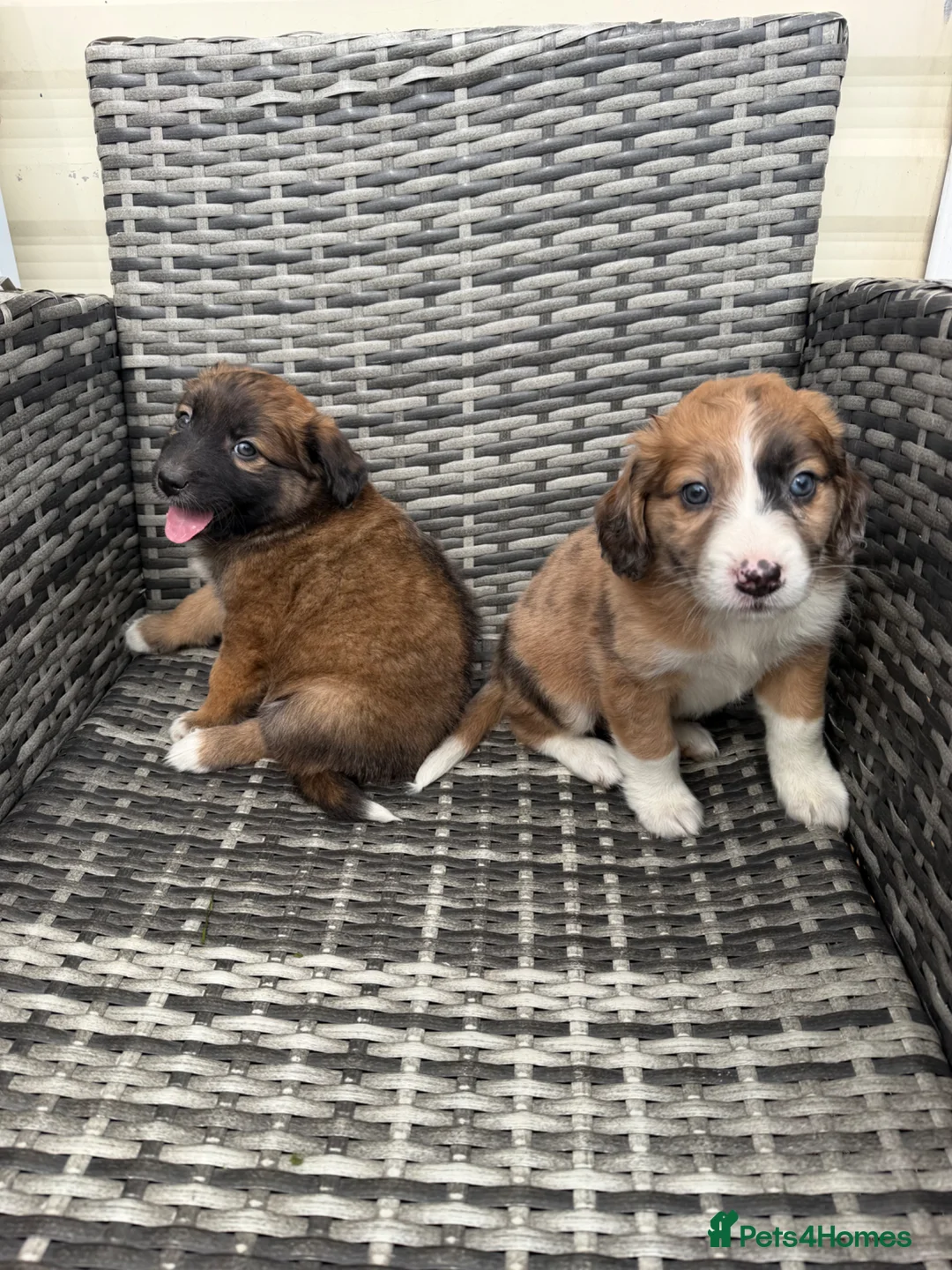 Mixed Breed dogs for sale: Bordernese in Southampton - Advert 13
