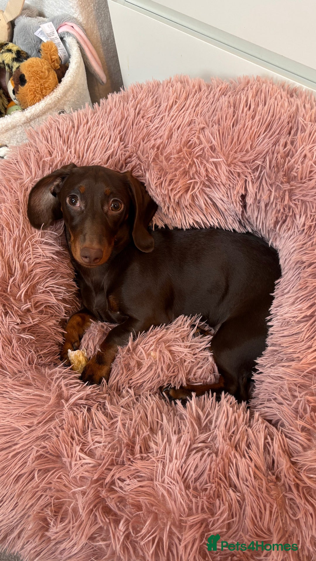 Miniature Dachshund dogs for sale: Miniature Dachshund Chocolate and Tan - Image 3