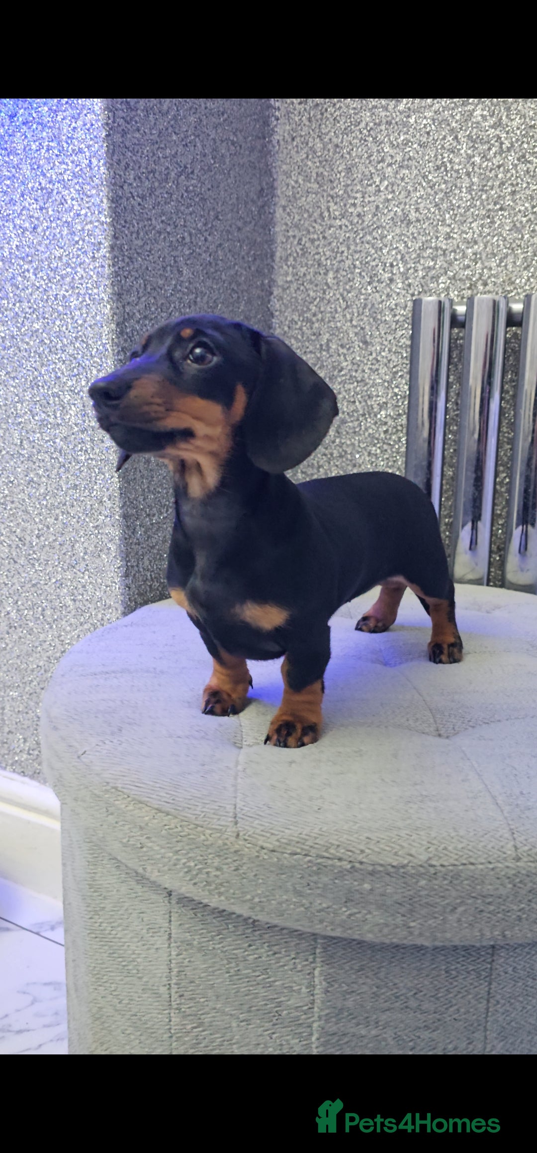 Miniature Dachshund dogs for stud: Miniature Dachshund Isabella dapple stud  - Advert 19