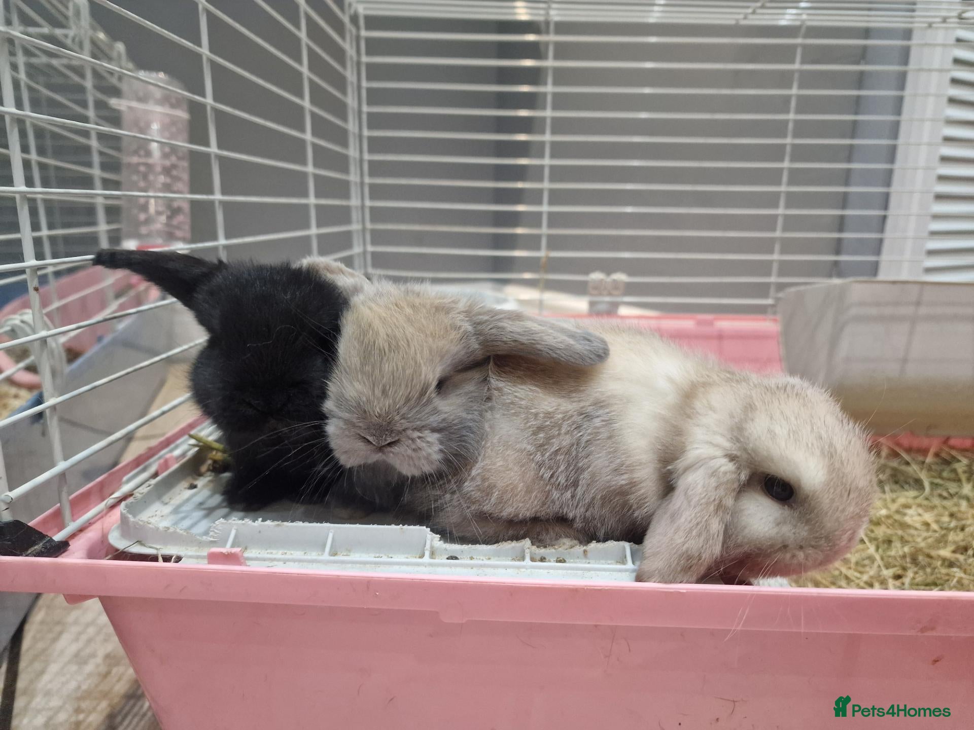 Mini Lop rabbits Baby mini lops - Advert 2