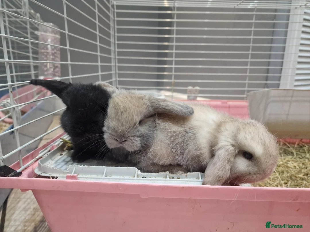 Mini Lop rabbits for sale: Baby mini lops in Newcastle upon Tyne - Advert 1