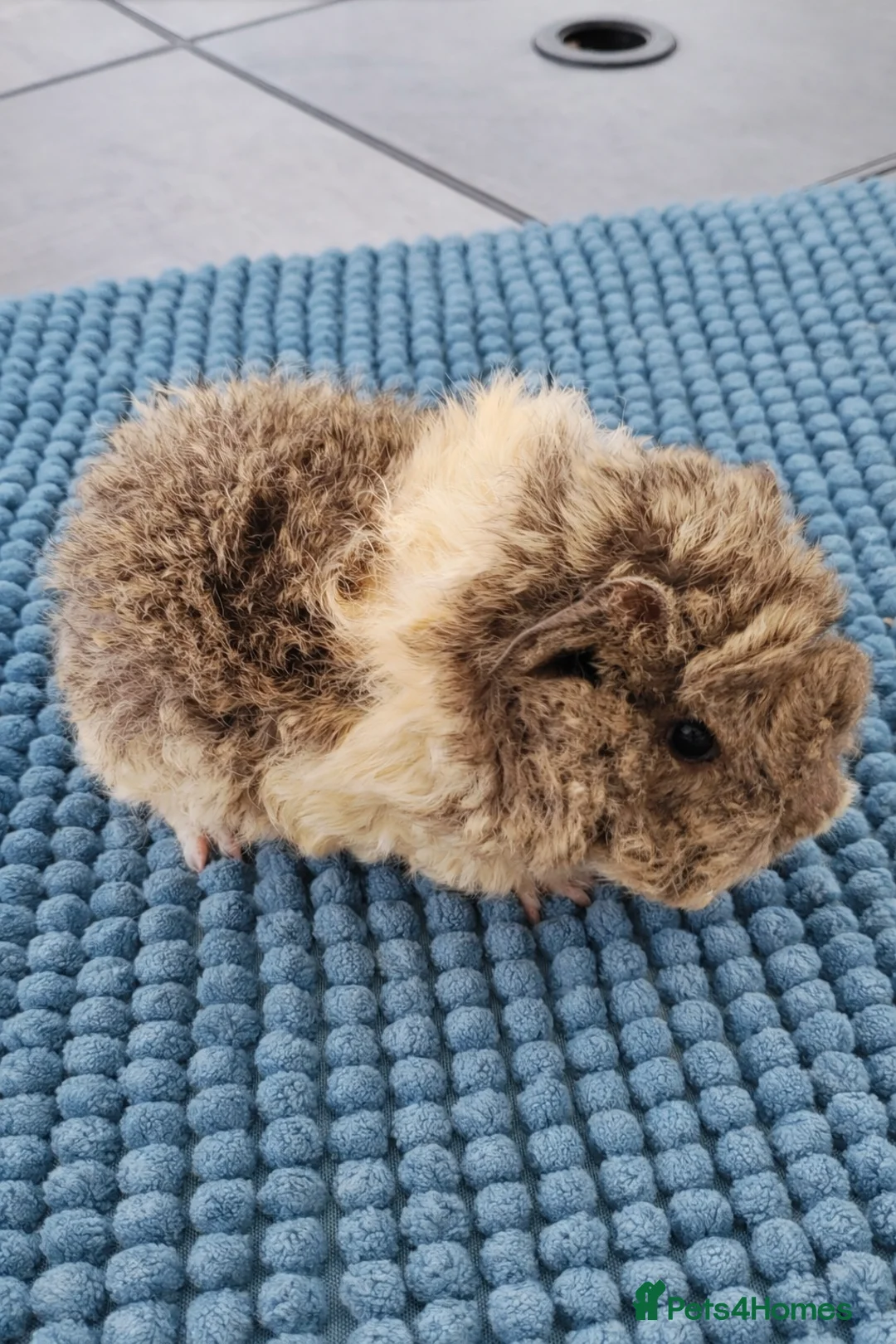 Guinea Pig rodents for sale: Longhaired lunkarya baby guinea pig  - Advert 2