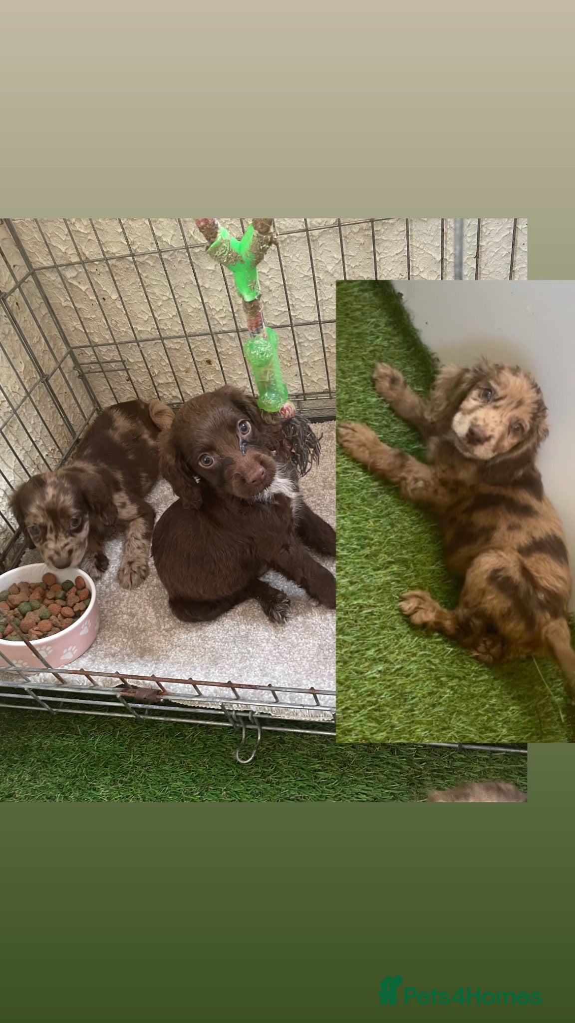 Sprocker dogs Ready now 3/8 left F1 Sprocker spaniels  - Advert 9