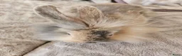 Mini Lion Lop rabbits for sale: Mini lion lop doe  - Advert 2