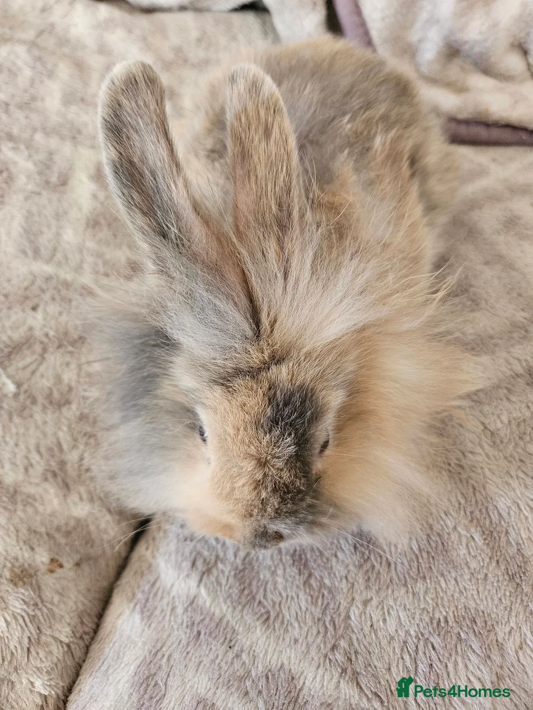 Mini Lion Lop rabbits for sale: Mini lion lop doe  - Advert 2