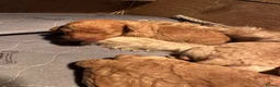 Labradoodle dogs for sale: F1BB MINIATURE Labradoodles  - Advert 4