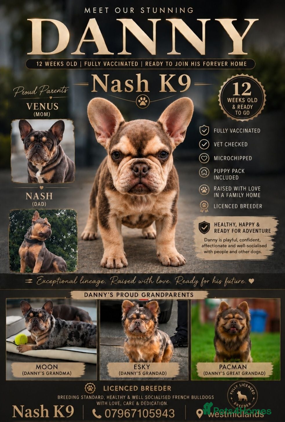 French Bulldog dogs Health Tested French Bulldog puppy REDUCED - Advert 1