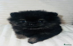 Pomeranian dogs for sale: Adorable Mini Pomeranian Puppies - Image 2