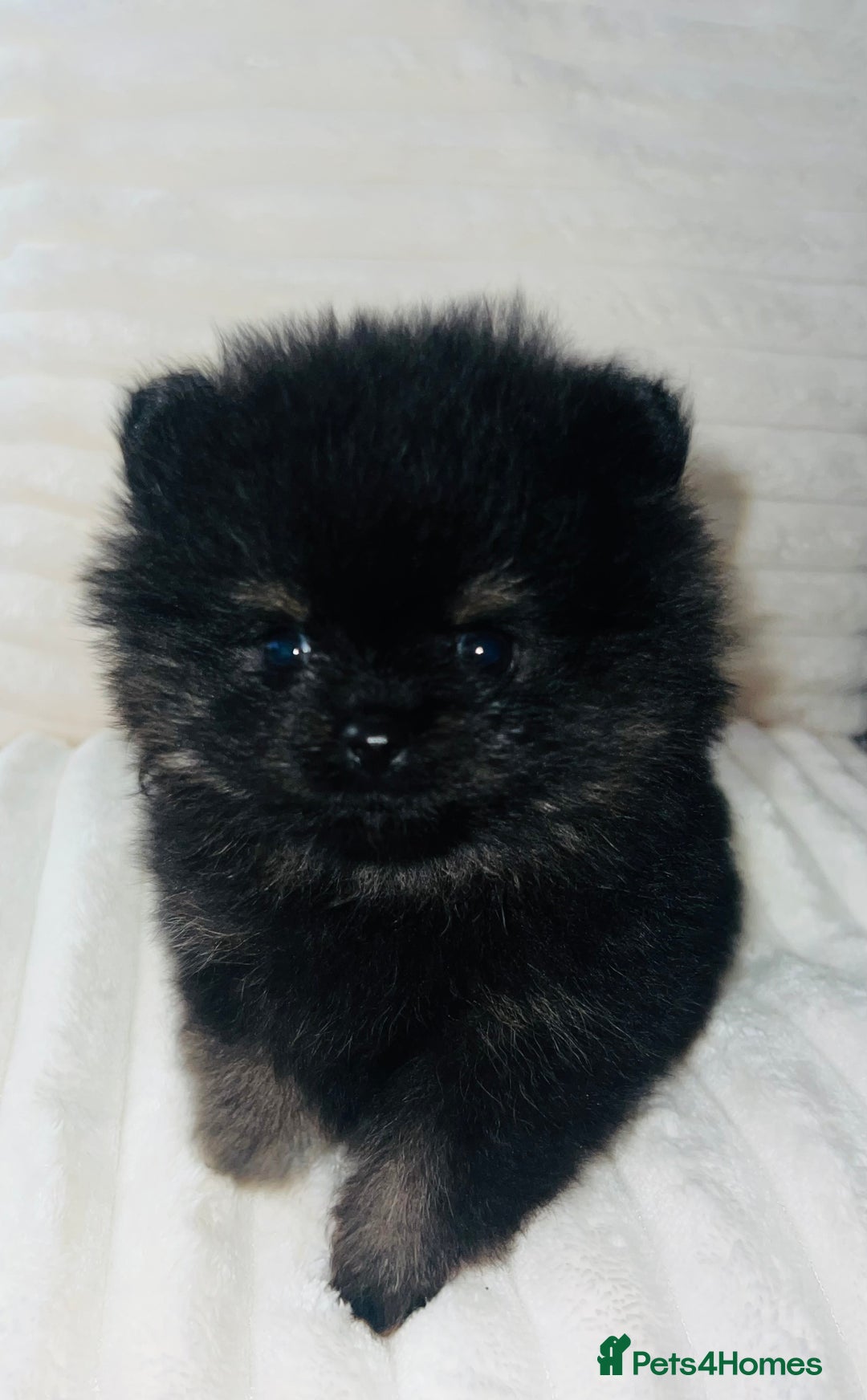 Pomeranian dogs for sale: Adorable Mini Pomeranian Puppies - Image 2