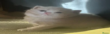 British Shorthair 10