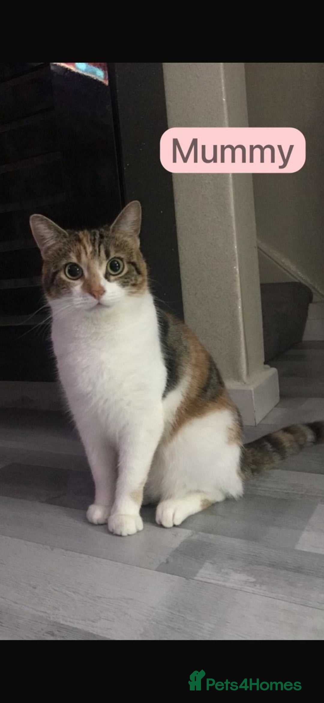 Mixed Breed cats for sale: 🐾 8 Beautiful kittens….🩵🩷 - Advert 25