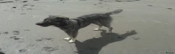 Mixed Breed dogs for sale: Mixed Breed Female Looking For Forever Home - Advert 2
