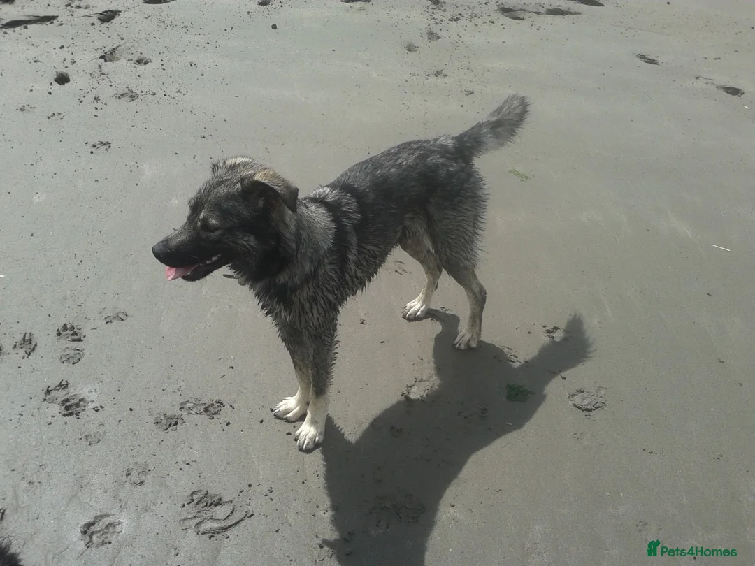 Mixed Breed dogs for sale: Mixed Breed Female Looking For Forever Home - Advert 2