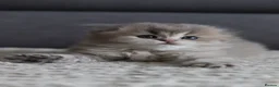 Scottish Fold cats for sale: Scottish fold - Advert 6