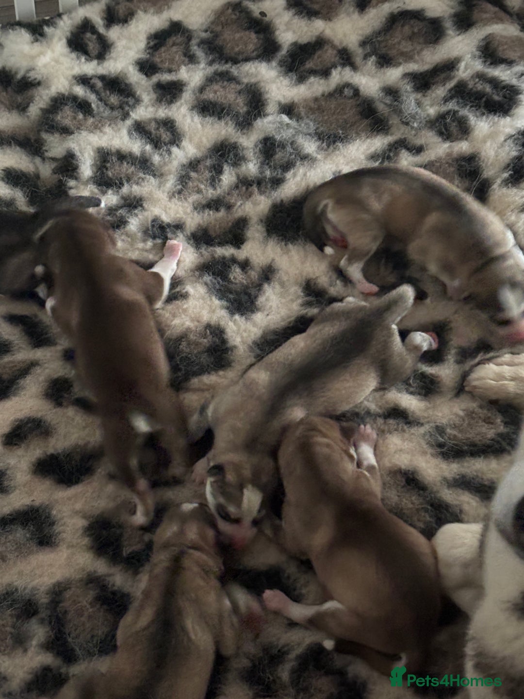 Siberian Husky dogs for sale: Siberian huskies  for sale  - Image 10