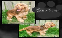 Cockapoo dogs for sale: 5*Licenced. DNA tested English cockerpoos. - Image 22