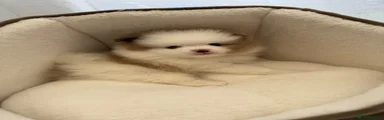 Pomeranian Puppy 3