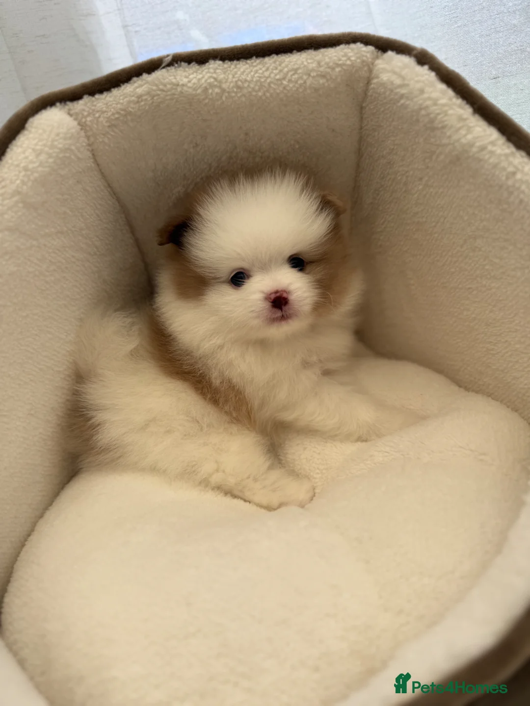 Pomeranian dogs for sale: Unique-Eyed KC Pomeranian Seeking New Home - Advert 16