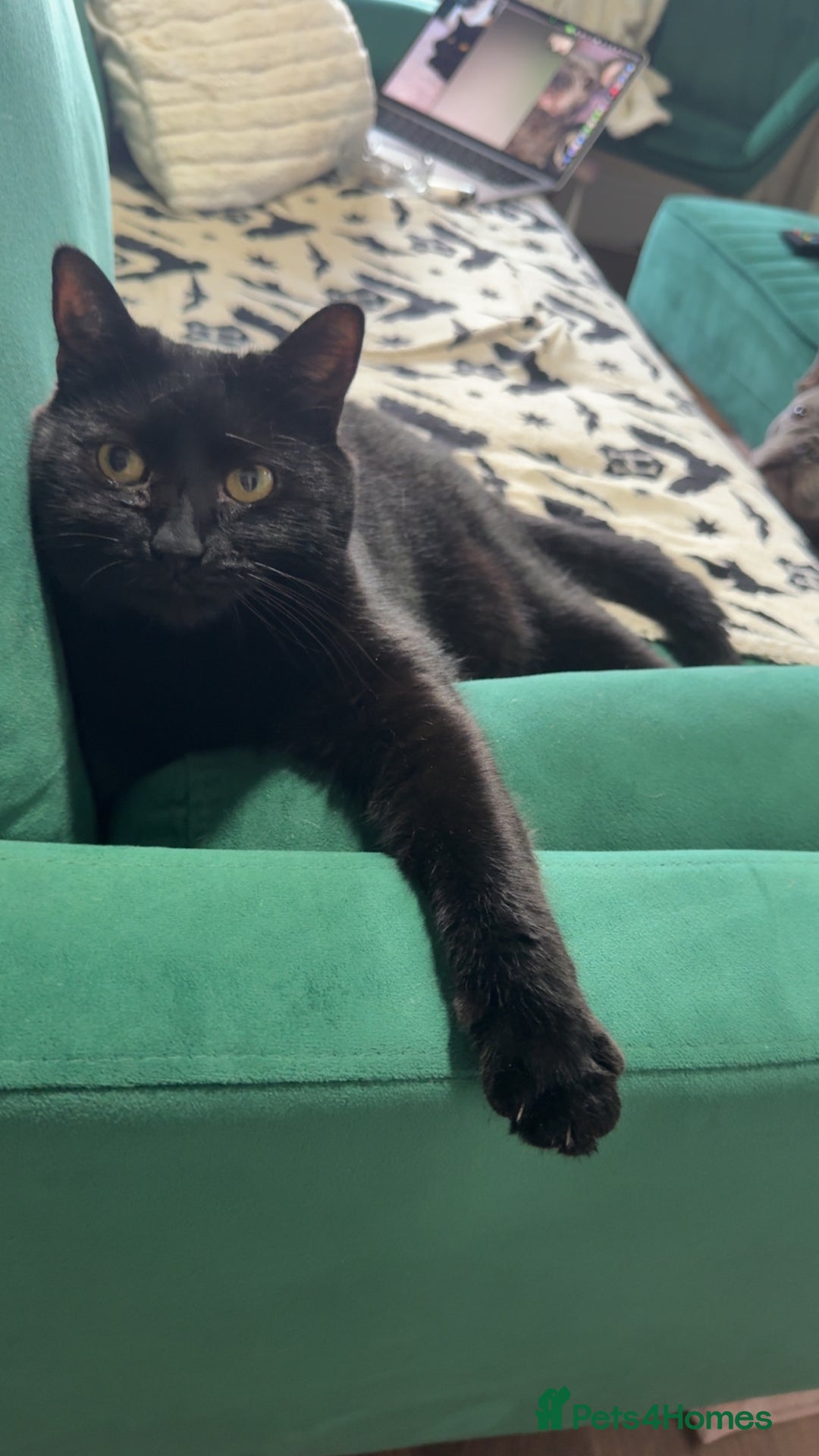 Mixed Breed cats for sale: Luna  - Advert 6