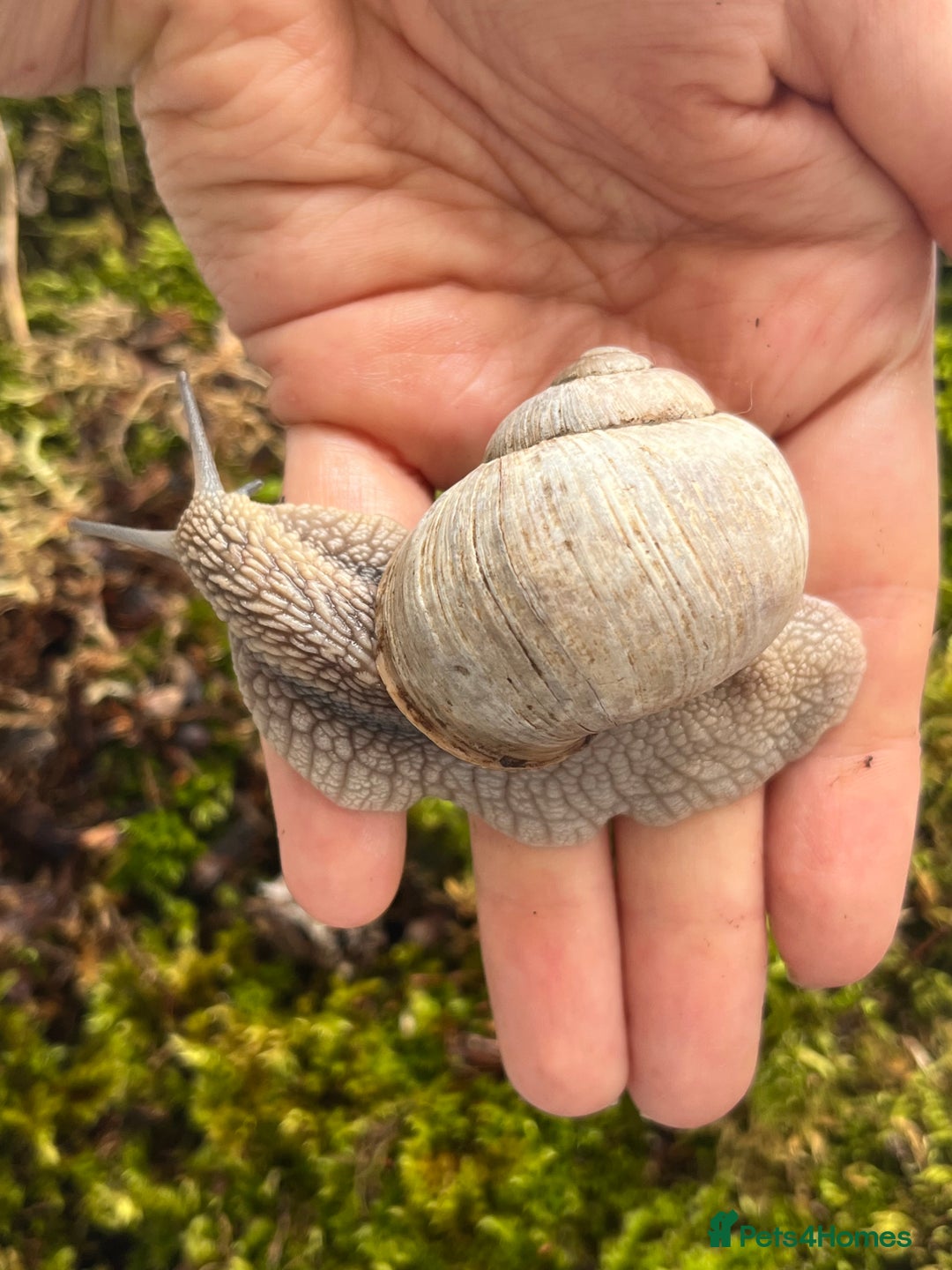 Snails invertebrates for sale: Very Rare Helix Pomatia Pet Land Snails SHIP FREE in Wick - Image 2