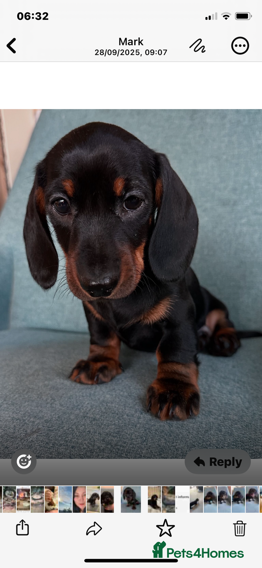 Miniature Dachshund dogs for sale: Beautiful little girl dachshund  - Advert 6