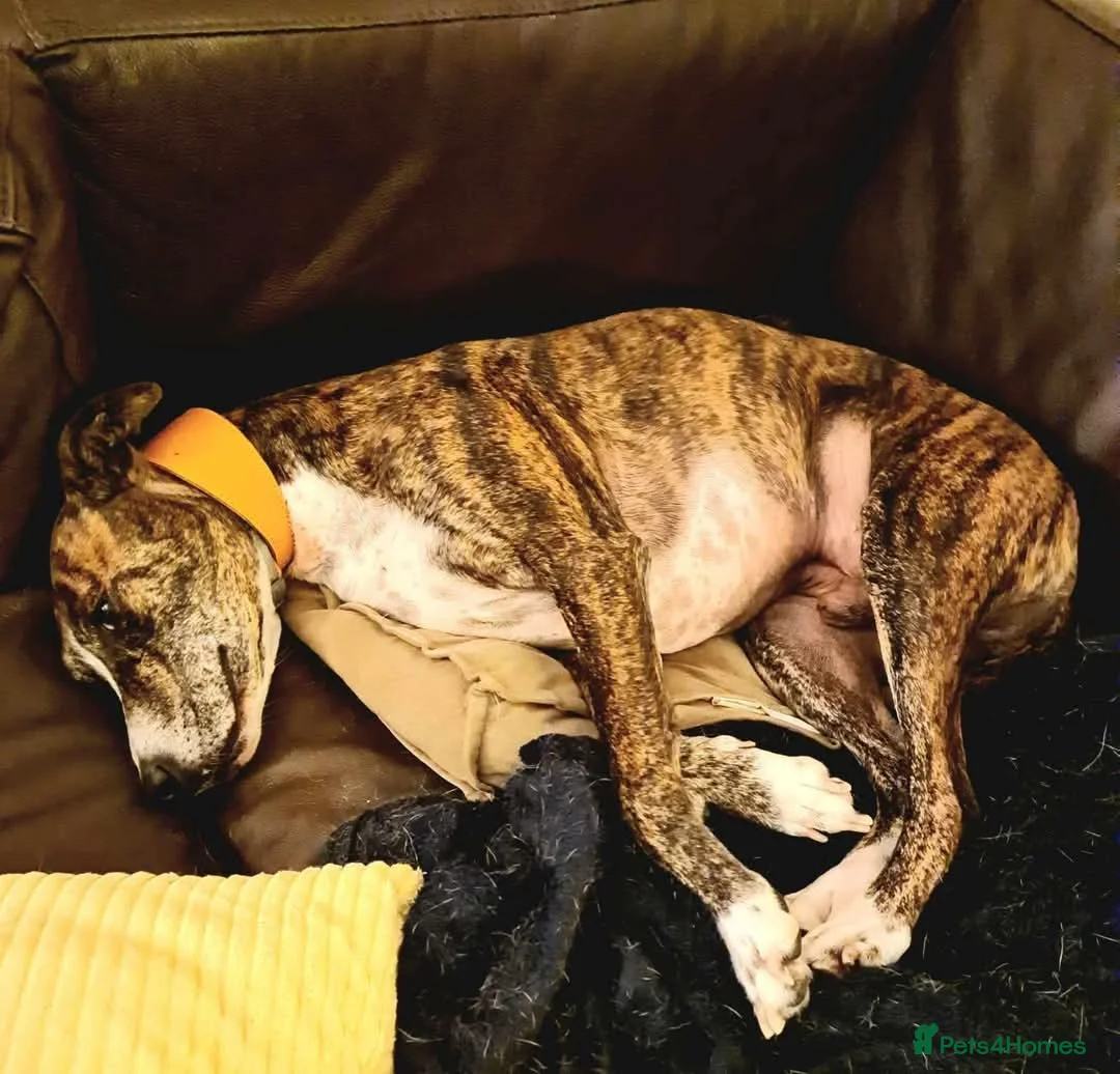 Mixed Breed dogs for adoption: Meet Oscar, currently residing in Oxfordshire  in Abingdon - Advert 16