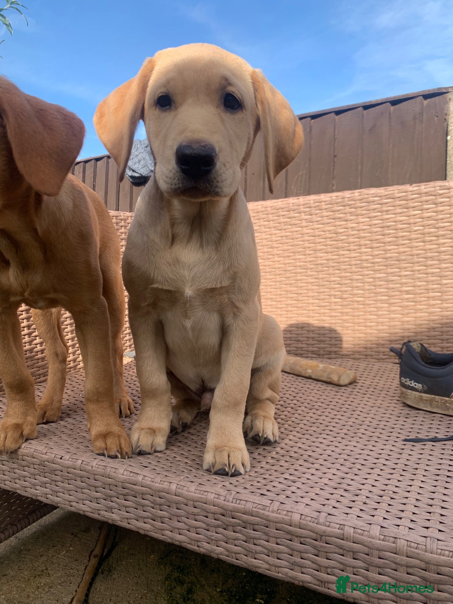 Labrador Retriever dogs Stunning KC Labrador/1 boy left 🐾 - Advert 21