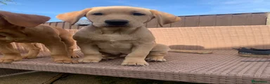Labrador Retriever 1