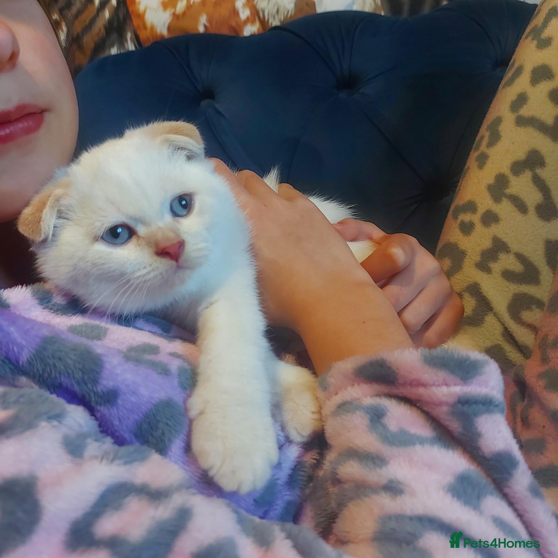 British Shorthair cats Cream color point kitten left Bradford  - Advert 15
