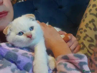 British Shorthair cats Cream color point kitten left Bradford - Advert 15