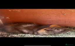 Guinea Pig rodents for sale: Male Guinea Pig - Image 1