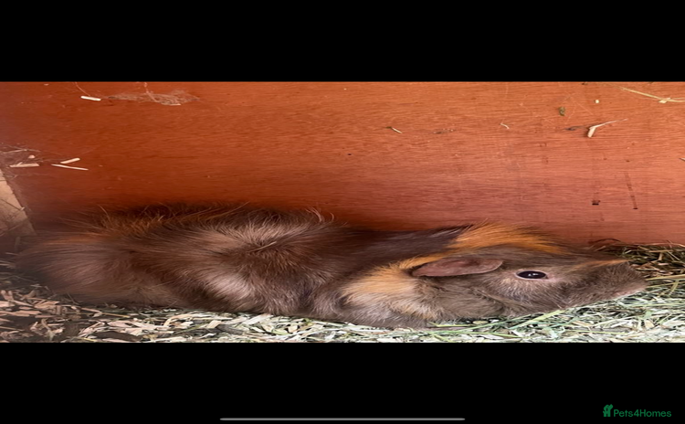 Guinea Pig rodents - Advert 3
