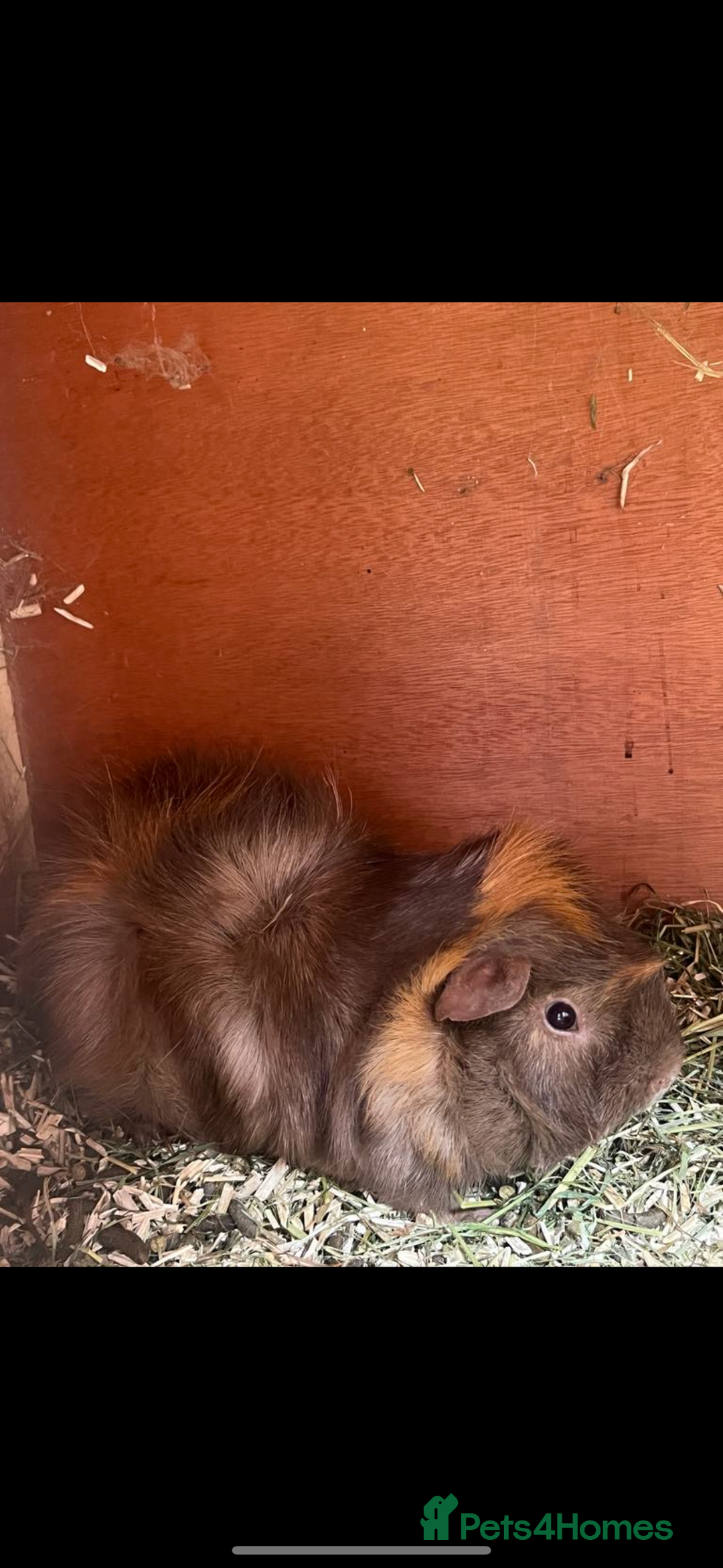 Guinea Pig rodents for sale: Male Guinea Pig - Image 1