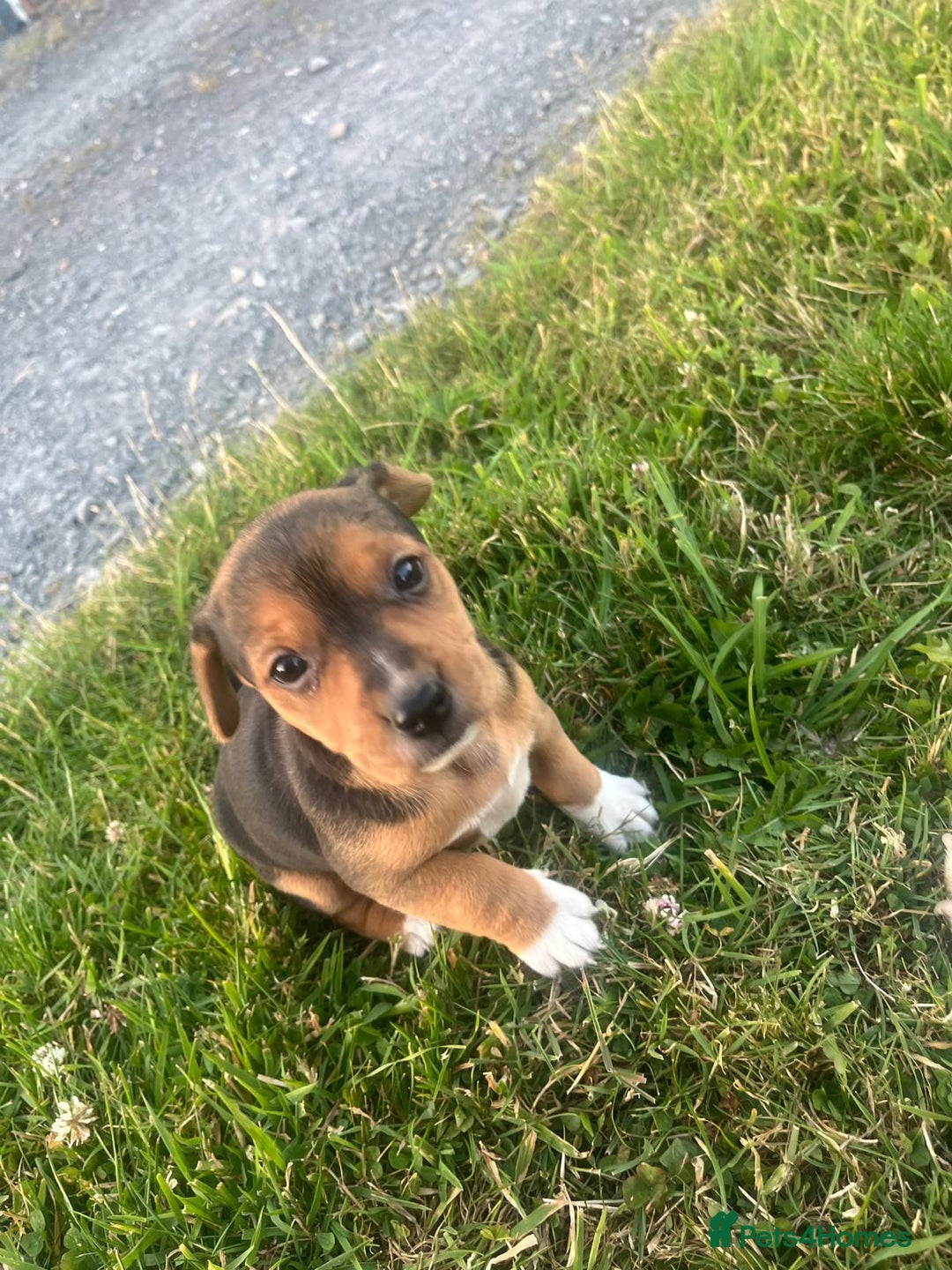 Mixed Breed dogs for sale: Beautiful beagle cross puppies - Image 9
