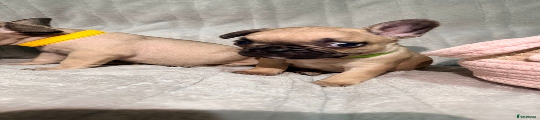 French Bulldog Puppy 6