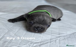 French Bulldog dogs for sale: French bulldog puppy  - Image 3