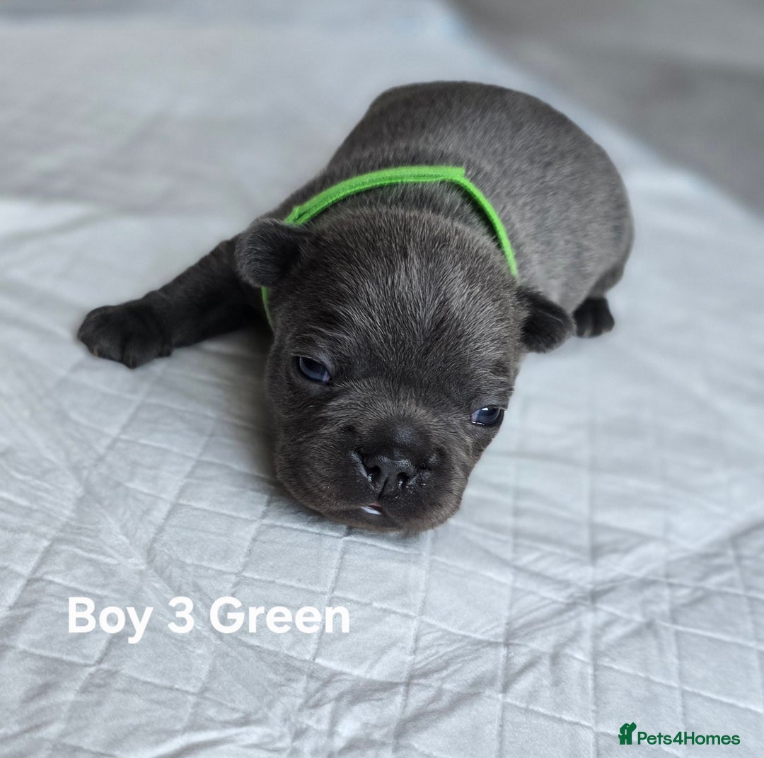 French Bulldog dogs for sale: French bulldog puppy  - Image 3