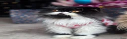 Persian cats for sale: 7 year old Male cat  - Advert 6