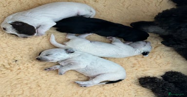 Mixed Breed dogs - Advert 1