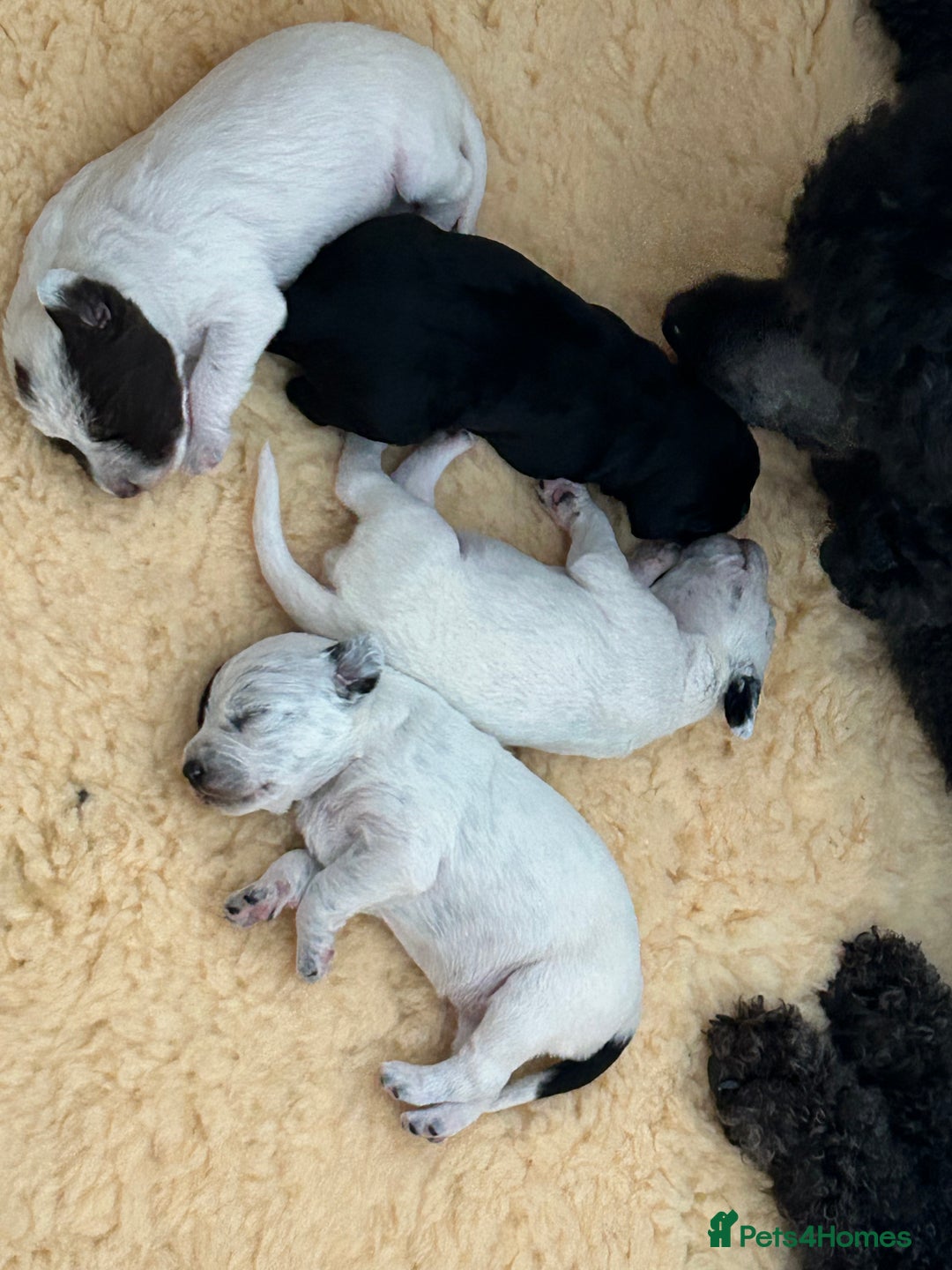 Mixed Breed dogs for sale: Rare Dalmadoodles - Image 3