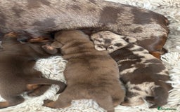Miniature Dachshund dogs for sale: Miniature dachshund  - Image 3