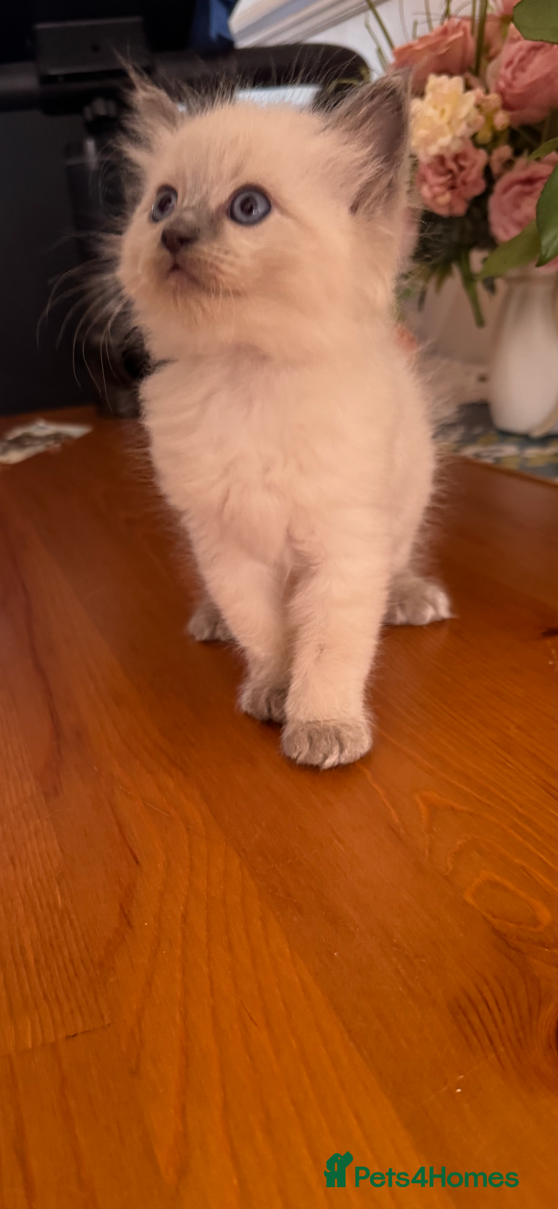 Ragdoll cats Beautiful Ragdoll Kittens  - Advert 2