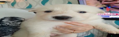 Shepskie 3