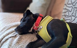 Mixed Breed dogs for adoption: Little Lucky - Image 11